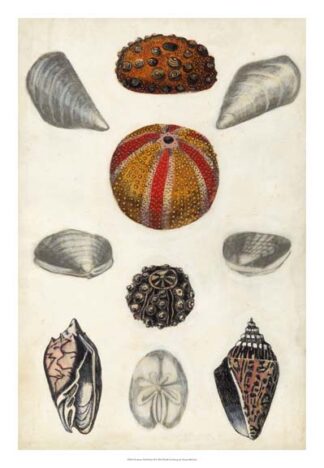 Seashore Field Notes II