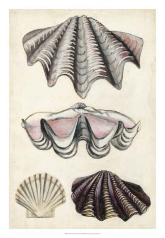 Seashore Field Notes IV