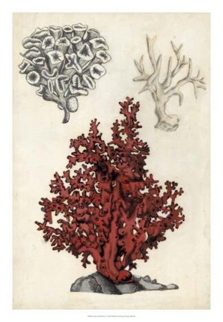 Seashore Field Notes V