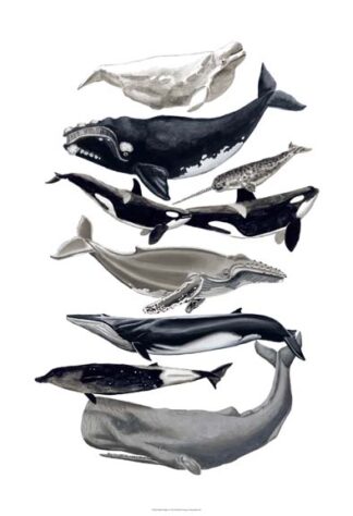 Whale Display I