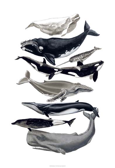 Whale Display I