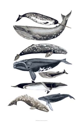 Whale Display II