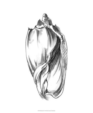 Shell Sketch II