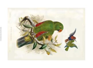 Gould Parrots I