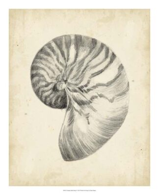 Antique Shell Study I