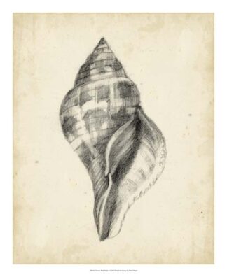 Antique Shell Study II
