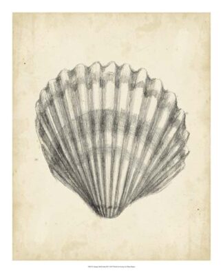 Antique Shell Study III