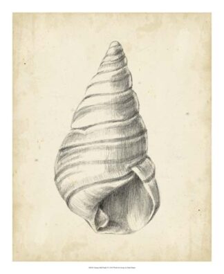 Antique Shell Study V