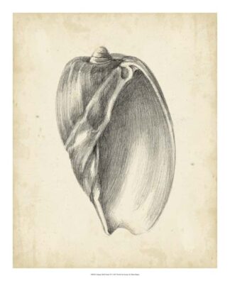 Antique Shell Study VI