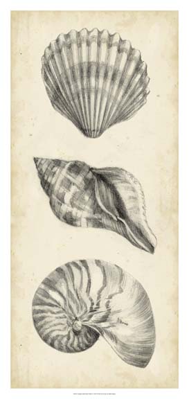 Antique Shell Study Panel I