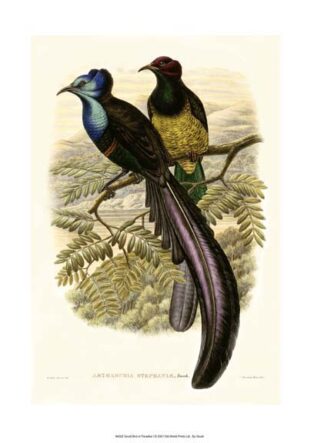 Gould Bird of Paradise I