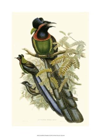 Gould Bird of Paradise II