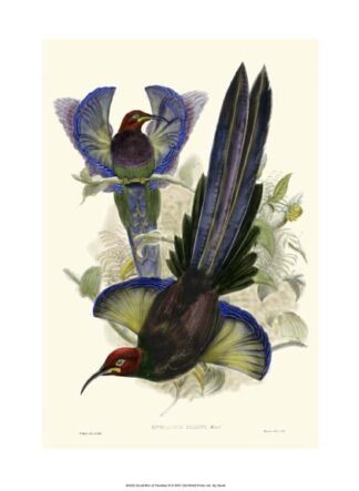 Gould Bird of Paradise III