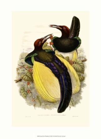 Gould Bird of Paradise IV