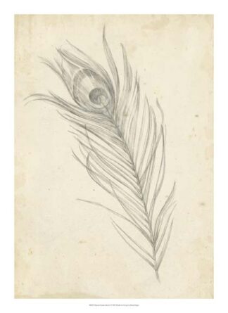 Peacock Feather Sketch I