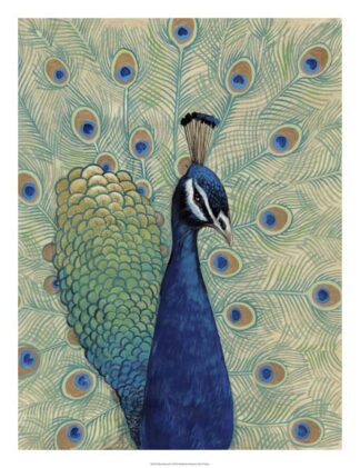 Blue Peacock I
