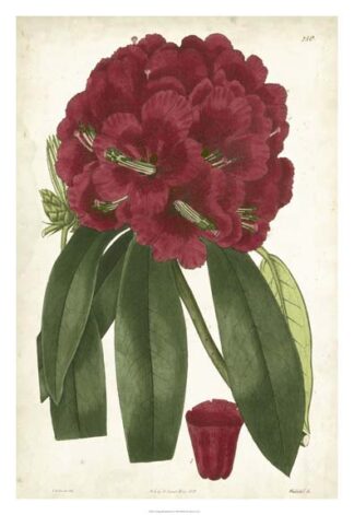 Antique Rhododendron I