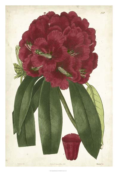 Antique Rhododendron I