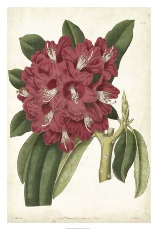 Antique Rhododendron II