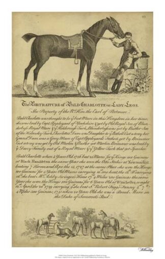 Horse Portraiture VII