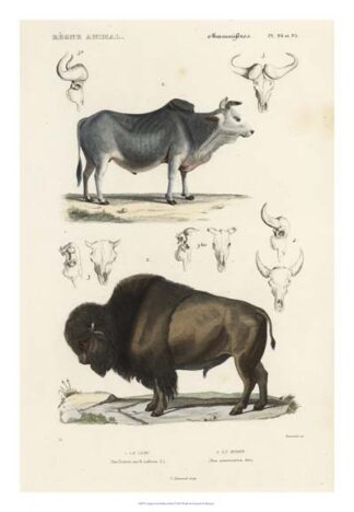 Antique Cow & Bison Study