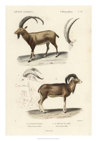 Antique Antelope & Ram Study