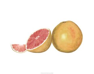 Watercolor Grapefruit