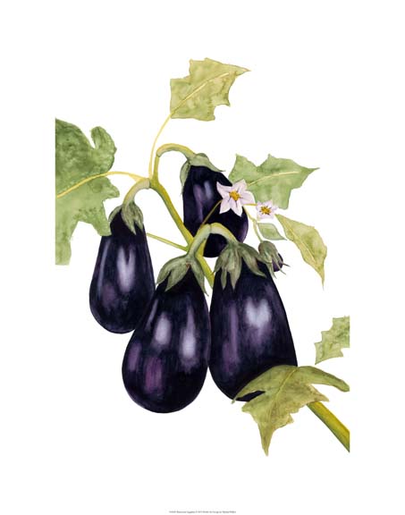 Watercolor Eggplant