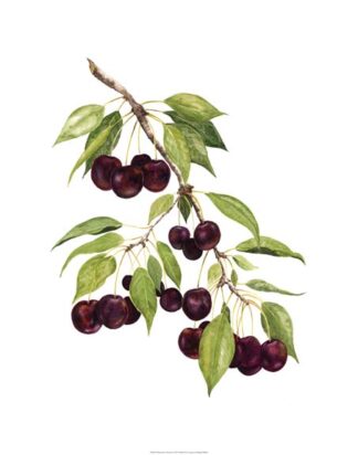Watercolor Cherries