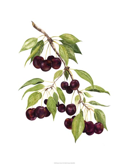 Watercolor Cherries