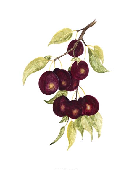 Watercolor Plums