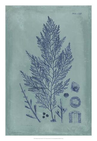 Indigo & Azure Seaweed IV