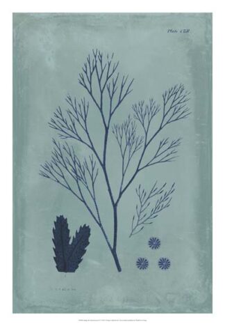Indigo & Azure Seaweed V