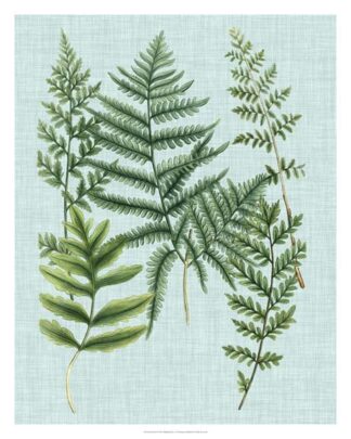 Spa Ferns I