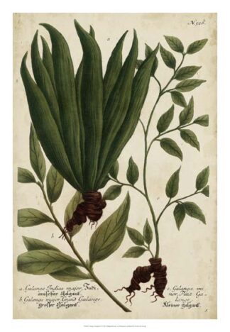 Vintage Tropicals VI