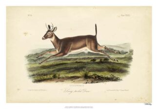 Long-tailed Deer