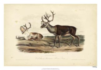 Caribou