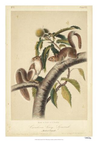 Audubon Squirrel I