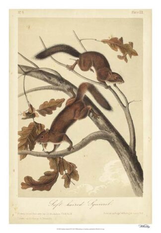 Audubon Squirrel III