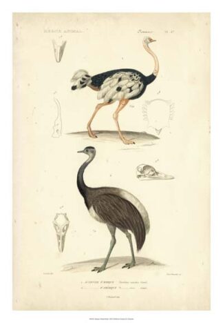 Antique Ostrich Study