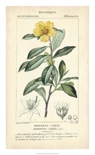 Botanique Study in Yellow I