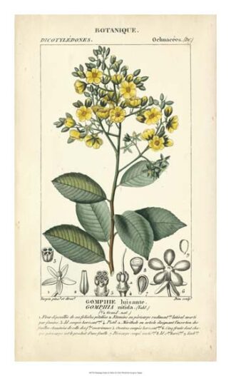 Botanique Study in Yellow II