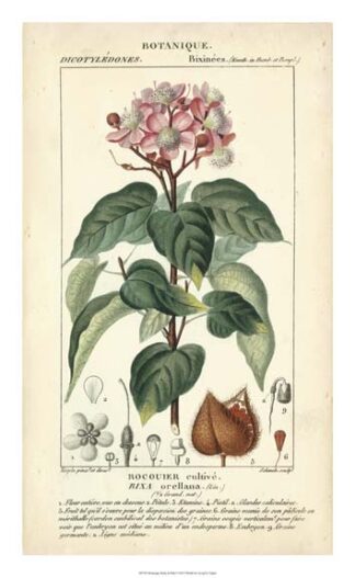 Botanique Study in Pink I