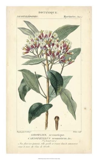 Botanique Study in Pink II