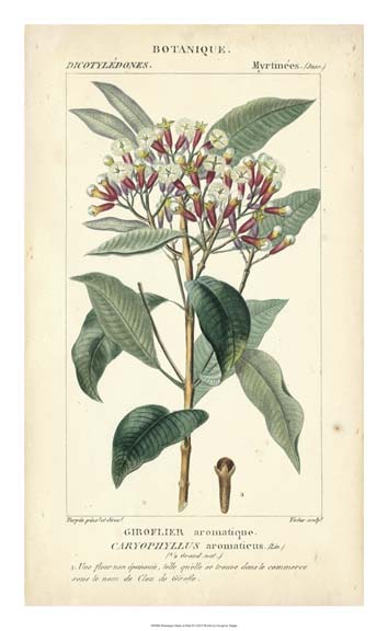 Botanique Study in Pink II