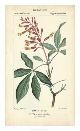 Botanique Study in Pink III