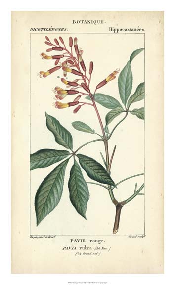 Botanique Study in Pink III