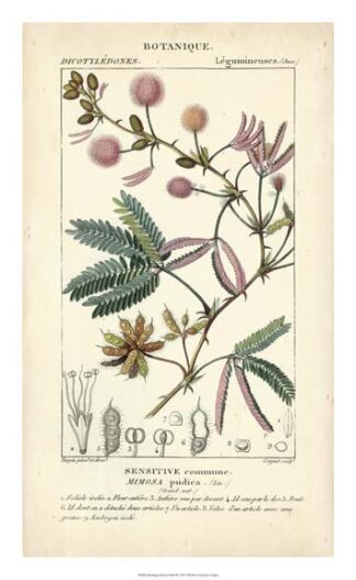 Botanique Study in Pink IV