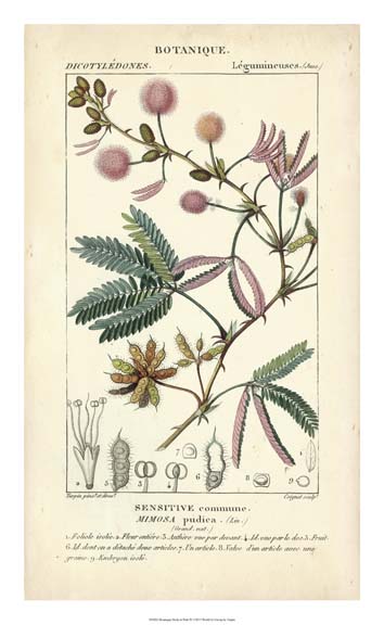 Botanique Study in Pink IV