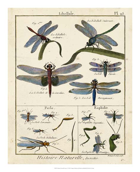 Histoire Naturelle Insects I